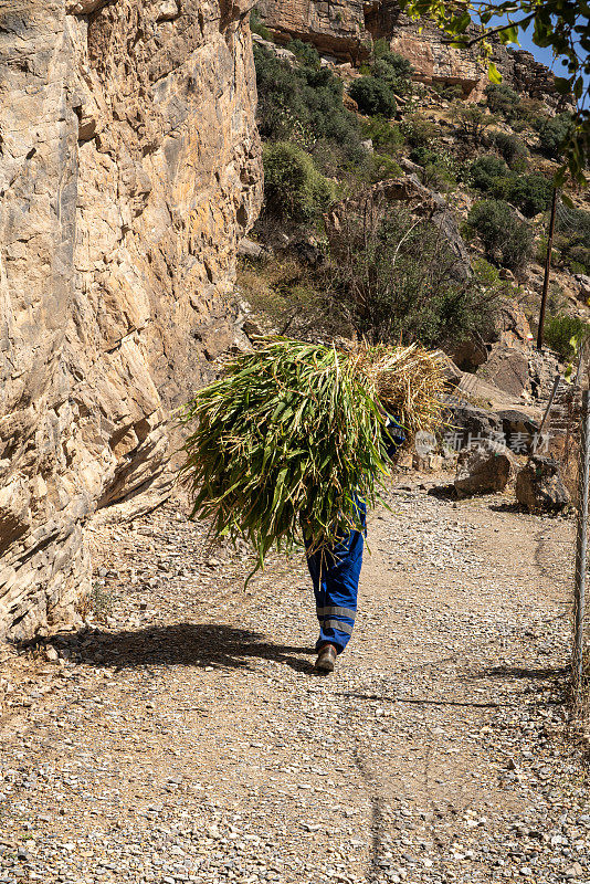 阿曼Jebel Akhdar山区的农民背玉米的后视图